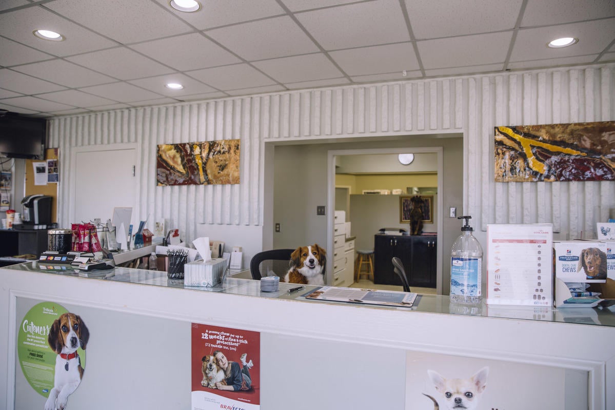 Veterinarian in Lexington KY Nicholasville Road Animal Hospital